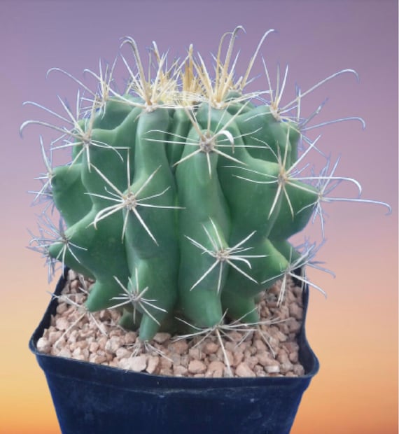 Yellow Spined - Tucson Yellow Barrel Cactus - Rare Variant
