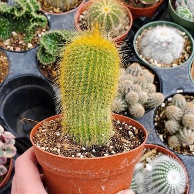 Soft Gold Spines - Lemon Ball Cactus - Golden Yellow Hue