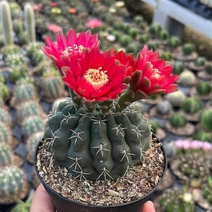 Pale Redish Blooms - Dwarf Chin Cactus - Easy to Grow - &#39;Gymnocalycium baldianum&#39; - Perfect for Windowsills
