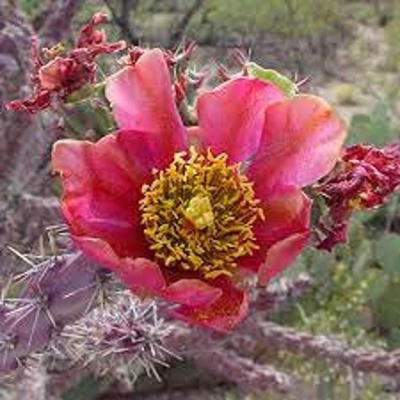 Cylindropuntia versicolor Purple Staghorn Cholla Cactus Cutting image 2