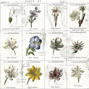 May include: A botanical print titled Plate 2 Table of Part 1 featuring twelve grid-divided sections. Each section displays a hand-colored illustration of a flower with specific stamen counts labeled from Monandria to Dodecandria with text.