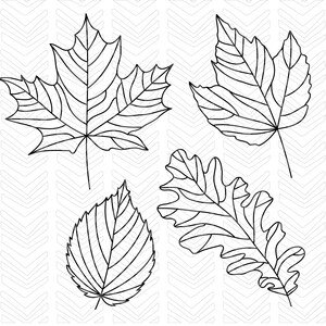 May include: Four black and white line drawings of different leaf shapes. The leaves are drawn in a simple, stylized manner, with a focus on the veins and edges of the leaves.