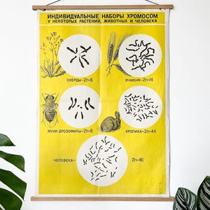 Grande carte scolaire de biologie, soviétique de 1968, « CHROMOSOMES dans les plantes, les animaux et les humains », papier sur lin, affiche éducative originale de l'URSS