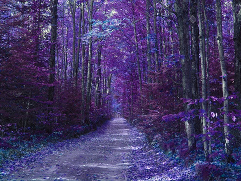 Blue Path Landscape Photography Trees Purple Foliage Blue Art | Etsy