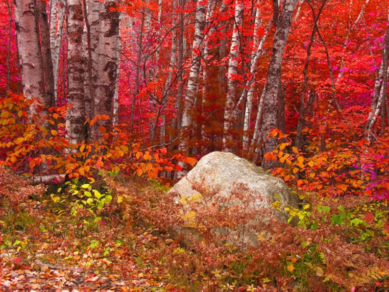 Red Birch Trees Photography Fall Color Photos Red Foliage Art Etsy