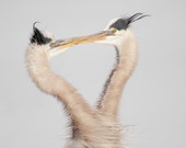 Paarung BlauReiher küssen, Reiher Fotografie Vogel Paarung Saison braun