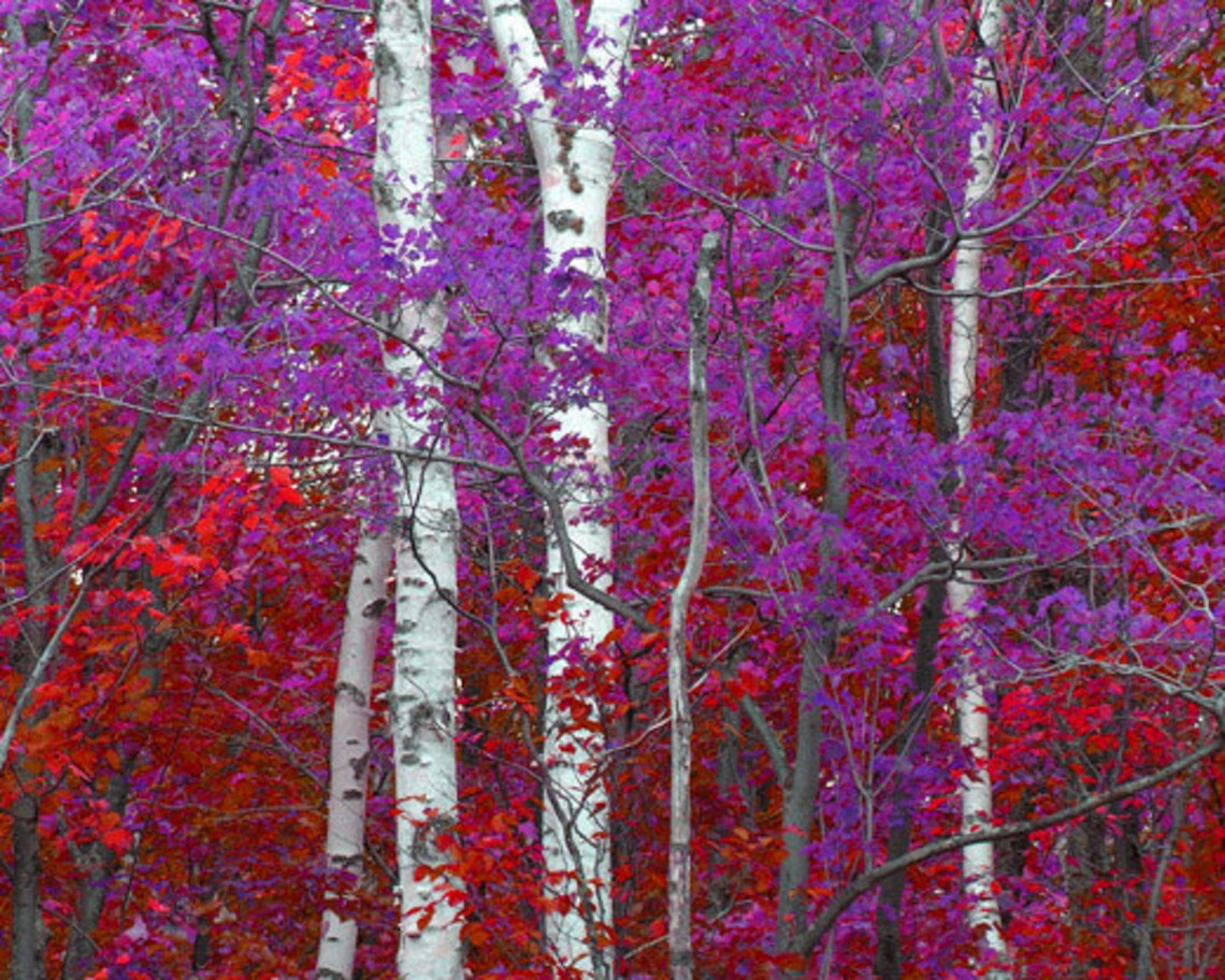 Birch Tree Photo Michigan Fall Colors Red Purple Surreal Etsy
