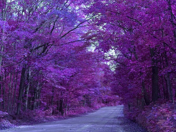 Purple Road Landscape Photography Trees Purple Blue Wall Decor | Etsy