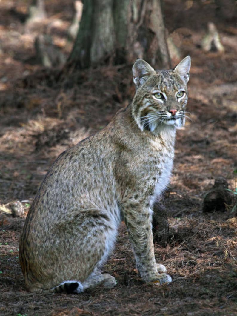 Bobcat Florida Wildcats Photography Lynx Rufus wildlife Etsy