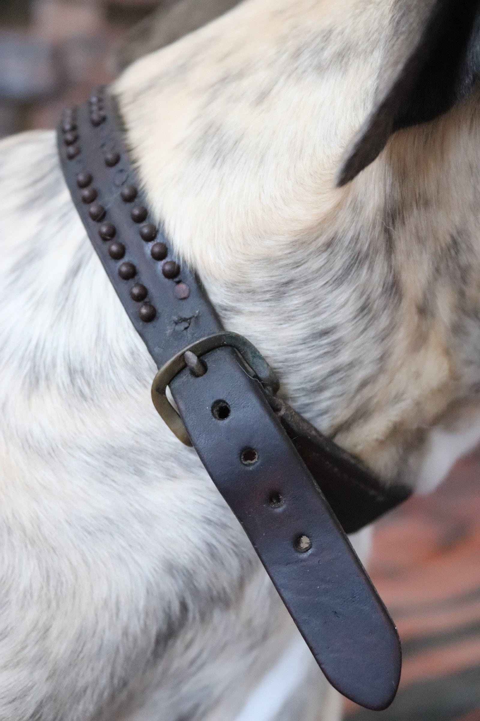 Vintage antique french studded leather hunting dog collar tag pet