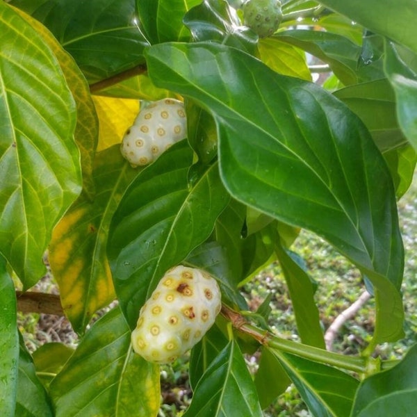 10 noni seeds