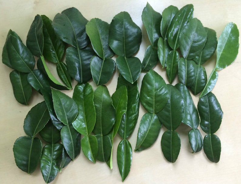 May include: A collection of fresh, green kaffir lime leaves, arranged on a light-colored surface. The leaves are a vibrant green color, with a glossy texture. The image showcases the natural shape and detail of the leaves, commonly used in Southeast Asian cuisine.