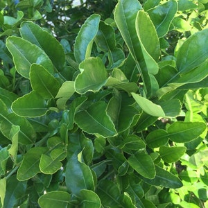 35 Double Fresh Kaffir Lime Leaves, Thai Gourmet Herbs Citrus Hyst, Hand Picked When Ordered