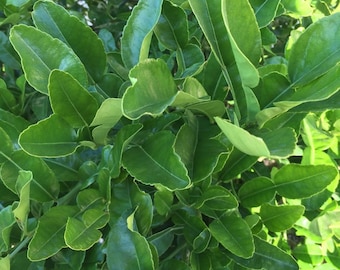 45 Fresh Kaffir Lime Leaves, Thai Cooking Herbs