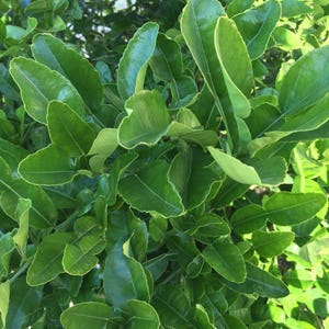 60 Double Fresh Kaffir Lime Leaves, Thai Gourmet Herbs Citrus Hyst, Hand Picked When Ordered