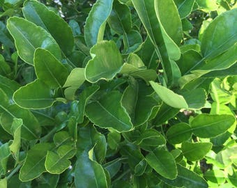 60 Fresh Kaffir Lime Leaves, Thai Gourmet Citrus Herbs