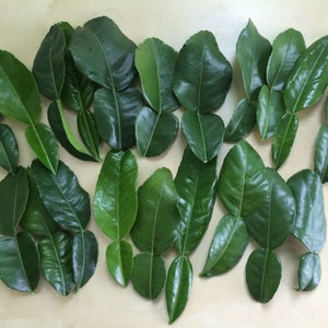 20 Double Fresh Kaffir Lime Leaves, Thai Gourmet Herbs Citrus Hyst, Hand Picked When Ordered