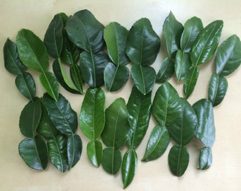 20 Fresh Kaffir Lime Leaves, Thai Cooking Herbs
