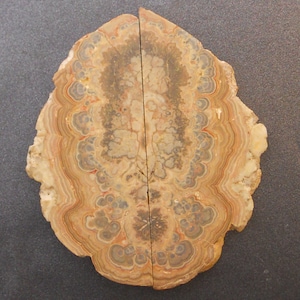 May include: A polished agate slab cut into two symmetrical halves, featuring concentric bands of tan, brown, cream, and grey mineral deposits. The stone displays a complex, organic pattern of layered rings and intricate, moss-like inclusions throughout.