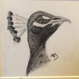 Peacock-6&quot; x 5 1/2&quot; pencil and charcoal on paper. 12 x 12 matte