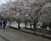 Spring in Front of the Brooklyn  Museum 2012  //MARKDOWN