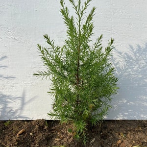 1 ft+ tall Eastern Red Cedar Tree Seedling