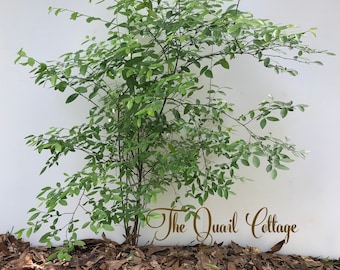 1+ ft tall LIVE HUCKLEBERRY BUSH - Organically Grown!