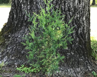 1 ft+ tall Eastern Red Cedar Tree Seedling