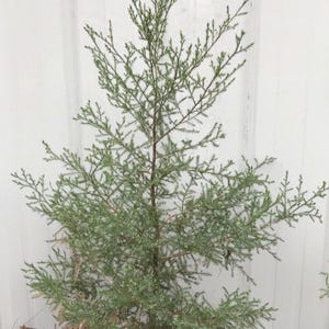 2+ ft tall Eastern Red Cedar Tree Seedling