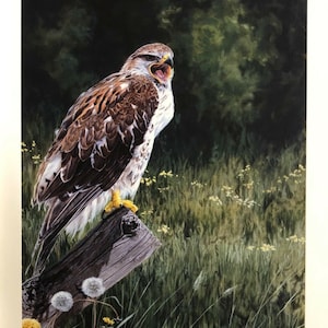 Ferruginous Hawk by Darren Haley Limited edition Giclee art print signed & numbered &quot; Hedgerow Hunter &quot; Bird Of Prey