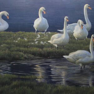 Robert Bateman &quot; Bank Of Swans &quot; Limited Edition Signed & Numbered Art Print Rare and Collectible Canadian Wildlife Duck Feathers Wall Art