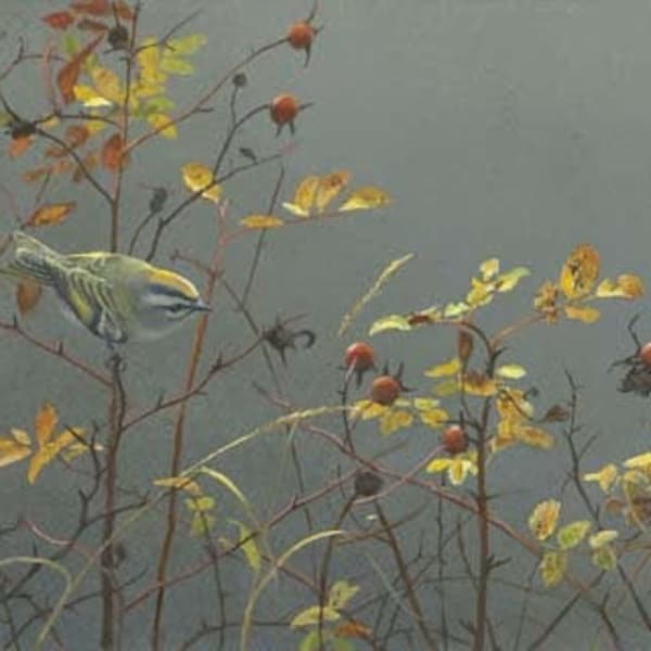 Robert Bateman Rose Hip and Kinglet Giclee Canvas RARE Limited Edition Signed & Numbered art Subtle Collectible