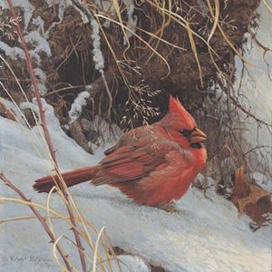 Robert Bateman Winter Cardinal Giclee an Bord RARE Limitierte signierte und nummerierte Kunst Sammler Redbird