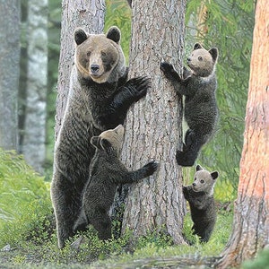 JOHN BYE &quot; Tree Huggers &quot; Bear Family Limited Edition 50 Signed & Numbered CANVAS 25x15 High Realism Western Wildlife Artist Cubs Climbing