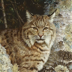 Carl BRENDERS &quot; Forest Sentinel &quot; Limited Edition 100 Signed & Numbered CANVAS 28x17 Bobcat Nature Whiskers Fur Tree Bark Lichen Details Art