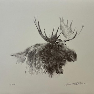 Robert Bateman &quot; Bull Moose &quot; Limited Edition Etching Signed Numbered Art Rare Original Lithograph Hand Coloured Canadian Wildlife Artist
