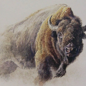 Robert Bateman &quot; Bison Study &quot; Limited Edition Signed & Numbered ART Print Rare and Collectible Wildlife Home Decor High Realism Buffalo Fur