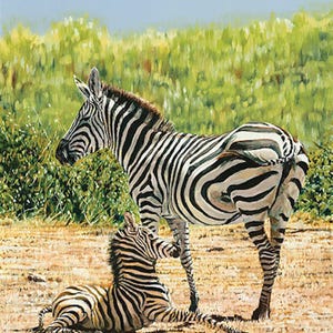 Guy Combes " A Shaky Start " Limited Edition Signed & Numbered CANVAS Zebras Mom with Colt Foal Africa Kenyan Wall Art Striped Horse Decor