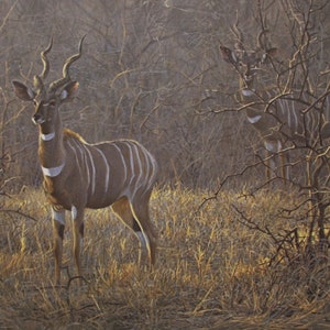 Robert BATEMAN Meru Dusk Lesser Kudu Limited Edition Collectible Print Signed and Numbered African Safari Delicate Antelope Kenya Park