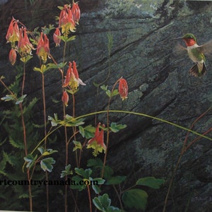 Könnte beinhalten: Detaillierte Malerei eines Kolibris im Flug in der Nähe von rot-gelben Akeleiblüten. Der Vogel hat eine rote Kehle und einen grünen Rücken. Die Blumen befinden sich im Vordergrund mit einem großen Felsen im Hintergrund.
