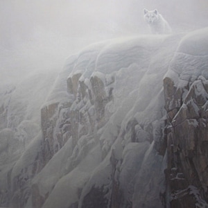 Robert Bateman &quot; Arctic Cliff White Wolves &quot; RARE Barn Print Edición limitada firmada y numerada ARTE coleccionable Perfect Canadian Vintage