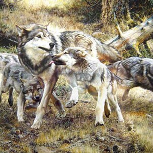 May include: A painting of a wolf pack in a natural setting. The wolves, with gray and brown fur, are depicted in various poses, some running and interacting. The background features a forest with fallen trees and dry grass.