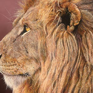 Guy Combes "Titan II" Limited Edition Numrerad Canvas Manligt LEJONPORÄTT Kenya Afrika Safari Djungelns Kung Högrealism Djurkonst
