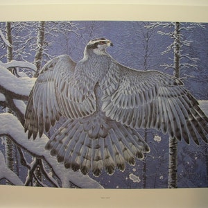 Randy FEHR &quot; Boreal Ghost &quot; Limited Edition RARE Print Signed & Numbered art Certificate of Authenticity Mint condition Goshawk Winter