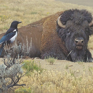 May include: A detailed painting of a bison resting in a field. A black and white magpie perches on a bush in the foreground. The bison is brown and black, with curved horns. The background is a hazy, yellow-brown landscape.