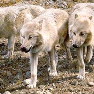 May include: Four wolves with light-colored fur are captured in a medium shot, walking on a rocky, earthy terrain. The wolves appear to be in motion, with their eyes focused forward. The lighting suggests a sunny day, highlighting the texture of their fur and the surrounding environment.