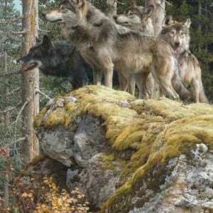 Puede incluir: Una pintura de una manada de lobos de pie sobre una formación rocosa cubierta de musgo en un bosque. Los lobos tienen diferentes tonos de pelaje gris y marrón. El fondo presenta árboles altos y un cielo azul.