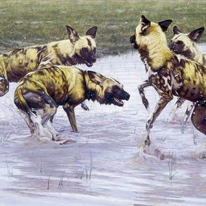 John Banovich &quot; After The Rains &quot; Limited Edition Canvas Dancing Playing Signed RARE COA Collectible Savanna Serengeti Wild Dogs