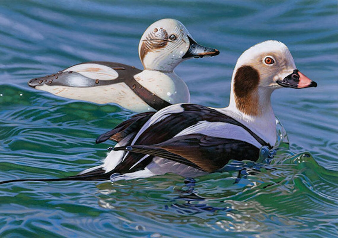 Old ducks