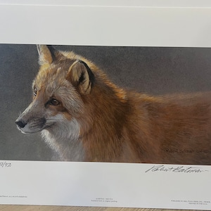 Robert Bateman Questing Red Fox Collectible Print Limited Edition Signed & Numbered art Clever Intelligent Share Spaces with Humans Profile